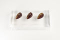 Bonbons